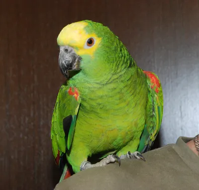 Ожереловый попугай: 🦜 Внешний вид и породы | Pet7