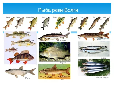 Список вредных видов рыбы, которую лучше не есть - 11 апреля 2021 -  Фонтанка.Ру