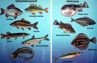Речная рыба: мирная и хищная рыба, список рыб, названия с фото