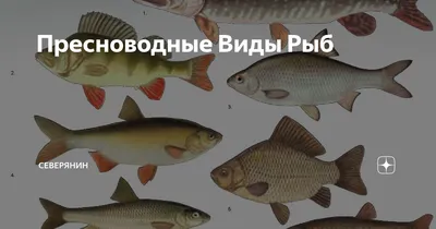 Пресноводные рыбы Украины