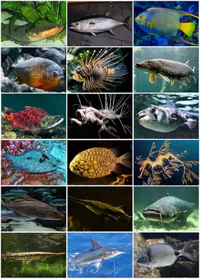 Рыбы Шри-Ланки - Ароидные: от болота до аквариума