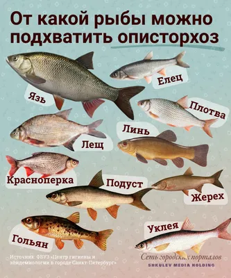 иллюстрация видов пресноводных рыб из редких осетровых рыб Иллюстрация  вектора - иллюстрации насчитывающей ангстрома, вода: 216137226
