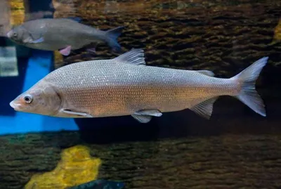 Четверть видов пресноводных рыб в мире находится под угрозой исчезновения -  Ведомости.Экология