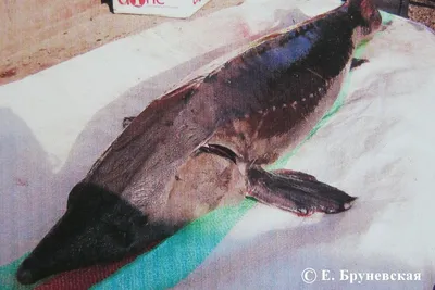 Четверть пресноводных рыб в мире находится под угрозой исчезновения