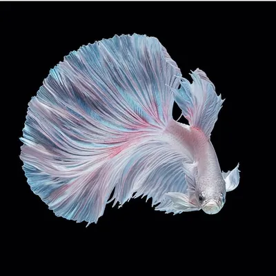 Пресноводные рыбы - 3D үлгү - Mozaik санариптик билим берүү жана окутуу