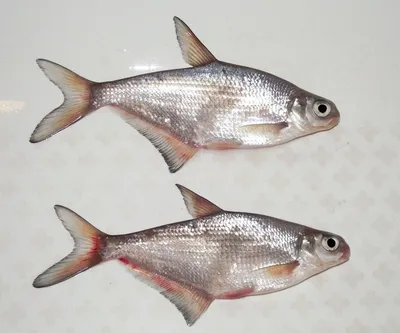 река или пресноводная рыба в виде вектора морепродуктов Иллюстрация вектора  - иллюстрации насчитывающей свеже, продукт: 238450438