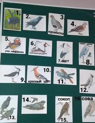 Ручные и дикие: какие птицы живут в Москве