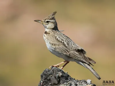 В Рязанской области насчитали 72 вида птиц - ИЗДАТЕЛЬСТВО «ПРЕССА»