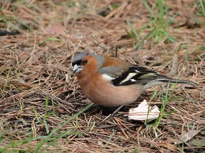 Новые виды птиц обнаружили в национальном парке «Ленские столбы» -  Информационный портал Yk24/Як24