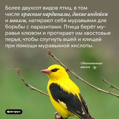 Около 20 видов птиц обнаружили у берегов Днестра во время недавнего разлива  реки | Новости Приднестровья