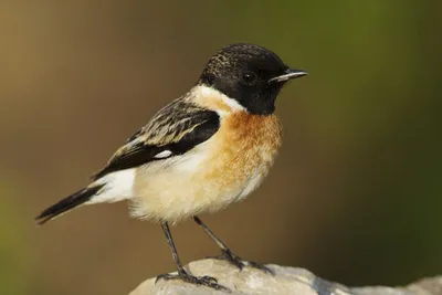 Несколько интересных видов птиц, прилетающих в города зимой | Пикабу