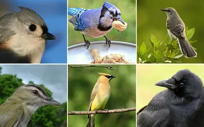 Минэкологии: более 60 краснокнижных видов птиц живет в Подмосковье