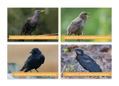 Виды и подвиды певчих птиц - АМАДИНЫ, КАНАРЕЙКИ И ДРУГИЕ ПЕРНАТЫЕ НА - ТРИ  А 12+