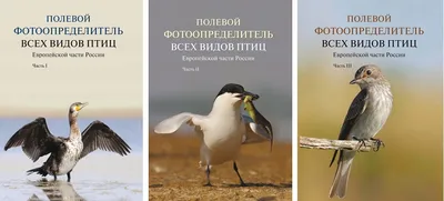 ПОДРОБНО: Как защитить редкие виды птиц? - Лента новостей Сочи