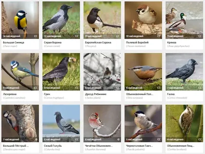 Виды птиц россии фото фото