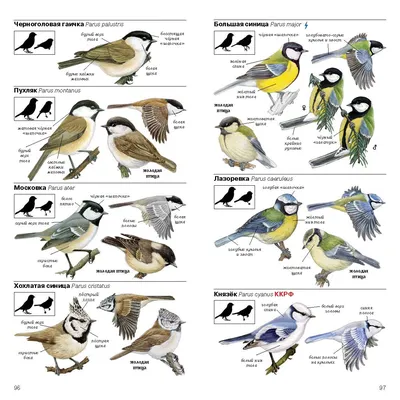 Более 150 видов птиц исследовали ученые в горных районах Северной Азии