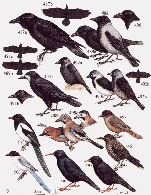 Виды птиц | Название птиц и их пение. Познавательное видео. - YouTube