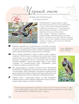 Союз охраны птиц России объявил птицу 2011 года