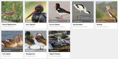 Проекты: Изучение и охрана редких видов птиц