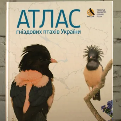 Вымирающие виды птиц - птичка акикики может полностью исчезнуть | РБК  Украина