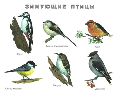 Разнообразие ряда дятлообразных в Украине, часть первая | Пикабу