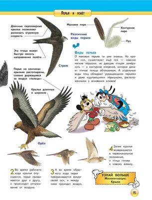 Десять фактов об одесских птицах: прожорливые пеликаны, тайна попугаев и  цапли Полей орошения (инфографика) | Новости Одессы