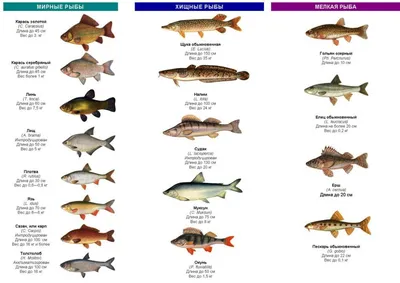 Полезные виды рыб для пищи человека и их польза | Рыбалка и Макс | Дзен