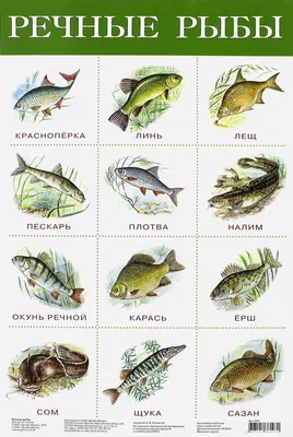 Иллюстрация 1 из 8 для Плакат \"Речные рыбы\" (2165) | Лабиринт - книги.  Источник: Лабиринт
