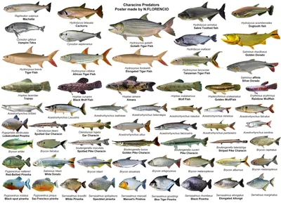 Набор морских речных рыб. Различные виды коллекций морепродуктов .  Векторное изображение ©ideyweb 176025656