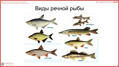 Речная рыба — купить в Москве по выгодным ценам