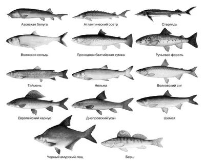 Список вредных видов рыбы, которую лучше не есть - 11 апреля 2021 -  Фонтанка.Ру