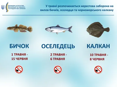 Рыбалка на Черном море 2024–2025: лучшие места, где можно ловить рыбу