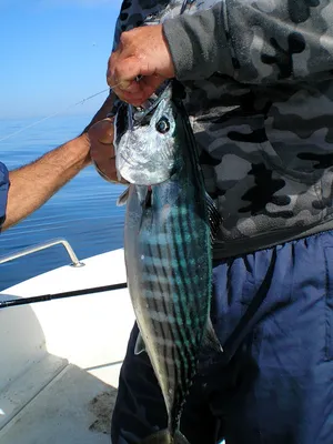В мае вводится запрет на лов некоторых видов рыбы в Черном море и  причерноморских лиманах | ЮГ.today