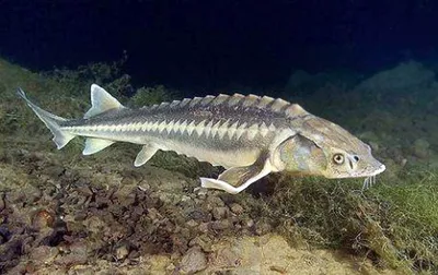 В Черном море расплодилась новая крупная рыба. Хорошая новость для рыбаков  и подводных охотников | Дикий Юг - природа Юга России | Дзен