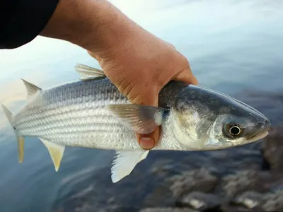 Морские караси, обитающие в Черном море