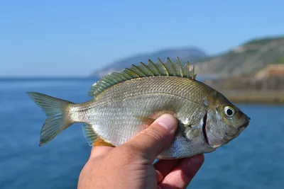 Морские рыбы - Аквариумы, аквариумные аксессуары и рыбки, установка и  обслуживание аквариумов в Новосибирске, зоотовары, фонтаны, водопады -  Аквасервис, аквариумные салоны в Новосибирске