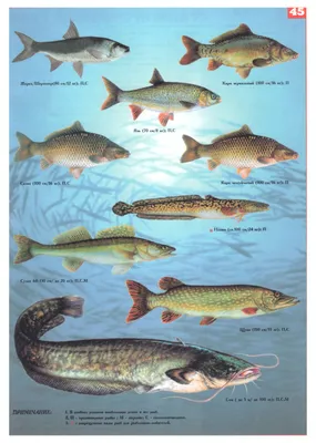 Наиболее распрстраненные виды рыб, обитающих в бассейне реки Днепр, илл. 2.  | Рыбалка, Пресноводные рыбы, Домашнее животное