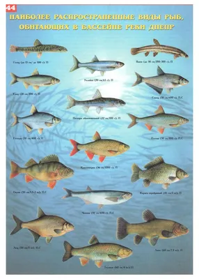 Поширені риби басейну Дніпра (1). | Рыбалка, Домашнее животное, Рыба