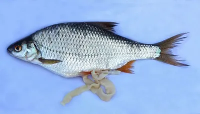 В Днепре обнаружили рыбу, зараженную паразитами - ФОТО | Postfuctum.info