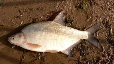 В Днепропетровской области из-за снижения уровня воды массово погибает рыба.  Видео