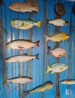 Промысловые запасы рыбы сокращаются, однако количество видов увеличивается