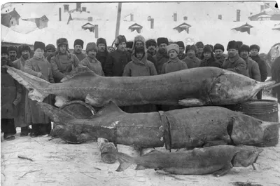 Рыбак с 20-летним стажем рассказал, почему из Волги исчезает рыба (фото) 27  июня 2019 года - 27 июня 2019 - nn.ru