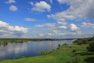 Виды рыб в волге фото фото