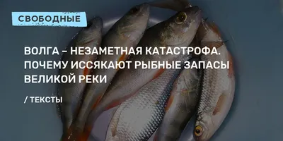 Волга – незаметная катастрофа. Почему иссякают рыбные запасы великой реки