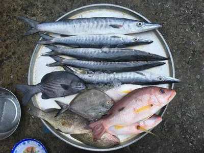 Виды рыб во вьетнаме фото фото