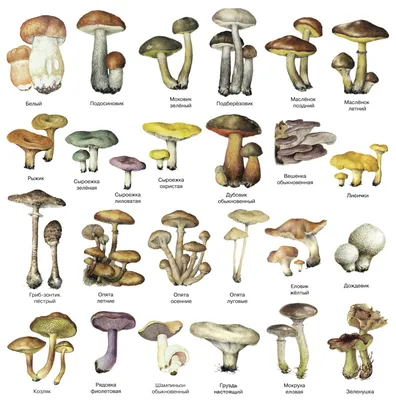 Виды съедобных грибов фото фото