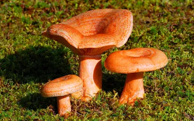 Отличные виды съедобных грибов, которые почти никто не собирает. Фотографии  и статьи о них. Часть 5 | грибной критик | Дзен