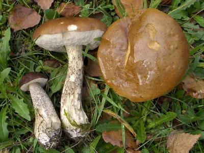 Как отличить съедобные грибы от ядовитых - инфографика