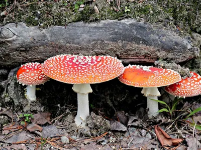 Как отличить ядовитые грибы от съедобных: подробный гид по грибам  Нижегородской области - 24 августа 2021 - nn.ru