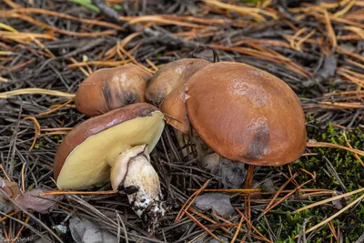Как отличить съедобные грибы от ядовитых – сезон грибов в Украине 2021 -  Главред